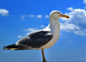 seagull
