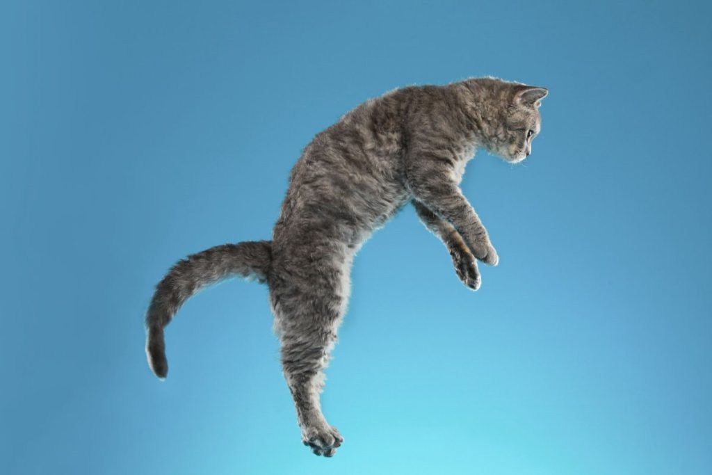 Grey domestic feline jumping against a blue background