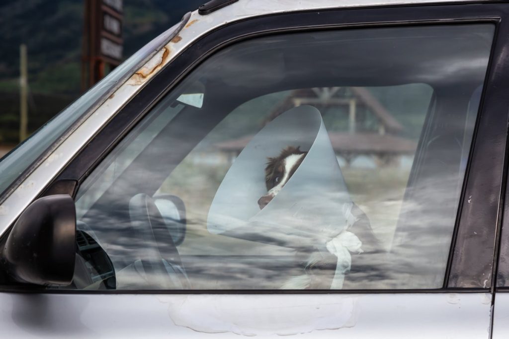 Funny and Sad Picture of a Dog with a Collar sitting on a driver seat