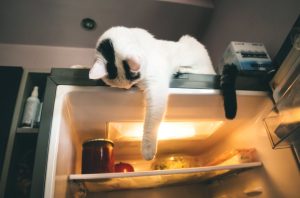 Hungry cat laying on a fridge