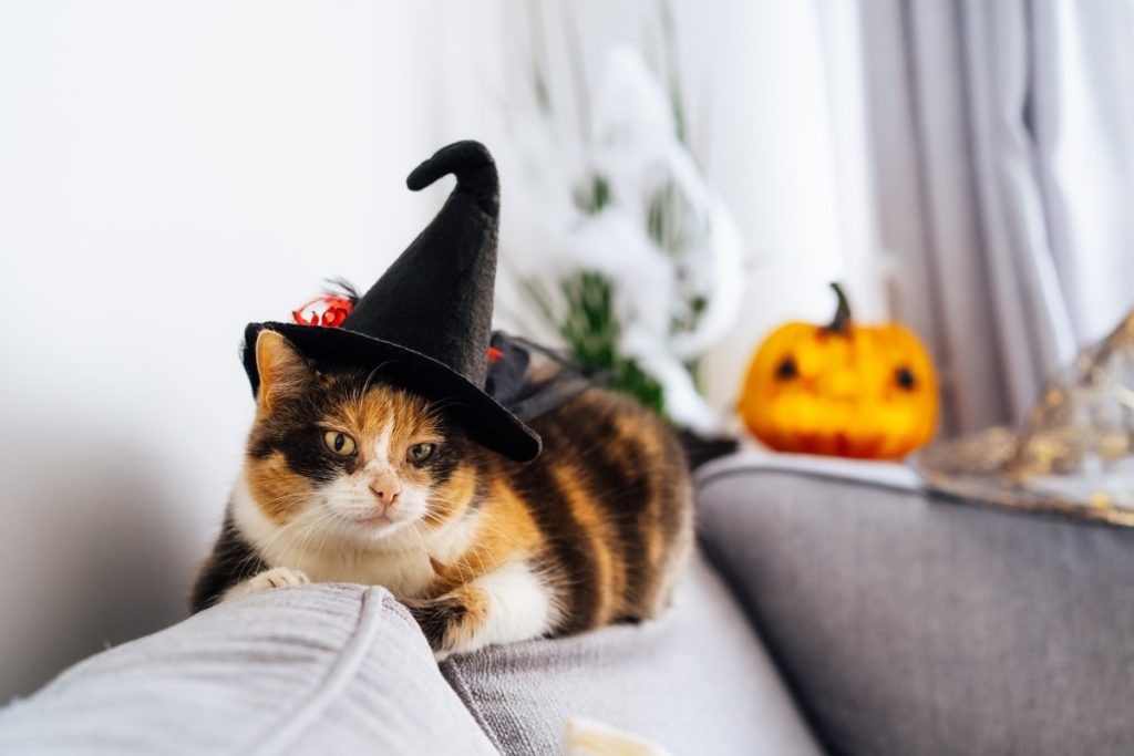 Multicolored cat lying on the gray couch in witch hat with decorative Halloween Jack
