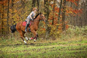 Woman riding horse in forest