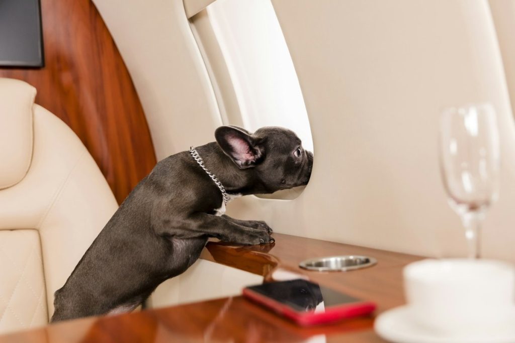 dog at the plane french bulldog on a board selective focus dog transportation