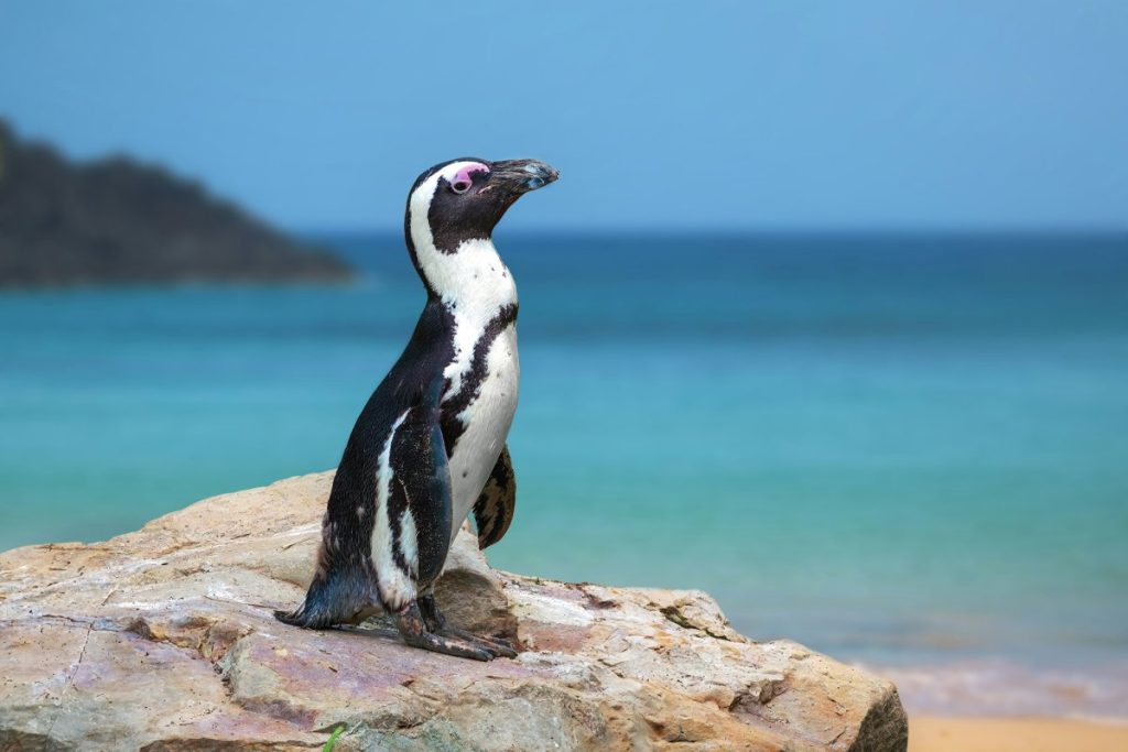 beautiful african penguin spheniscus demersus