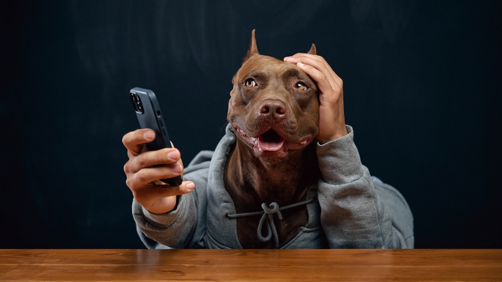 brown,pit,bull,in,gray,hoodie,sitting,at,desk,withy