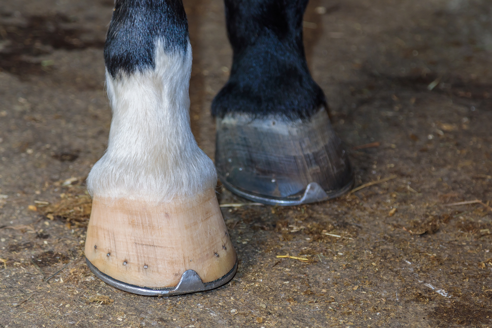 two,horse,legs,with,hammered,hooves,,different,colors.,two,legs,