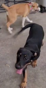 kiara and ivie