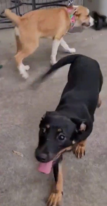 kiara and ivie