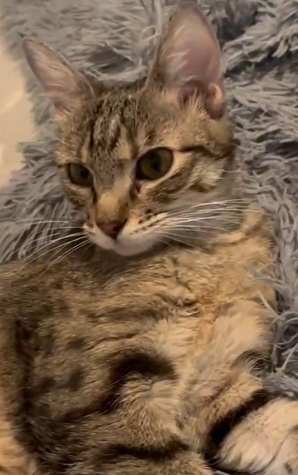 ludo
