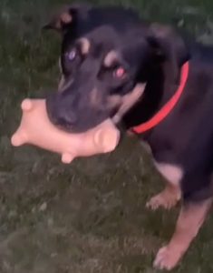 mojo