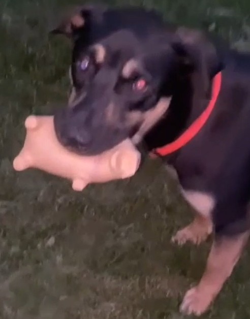 mojo