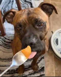 roscoe 050225