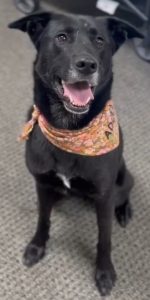 josie