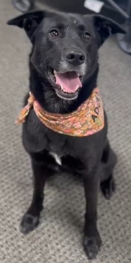 josie